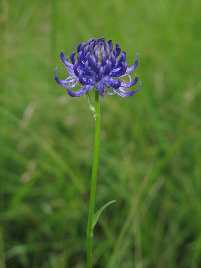 Phyteuma orbiculare